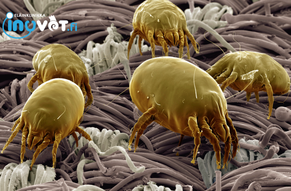 Onko luonnollisia vaihtoehtoja punkkilääkkeelle?