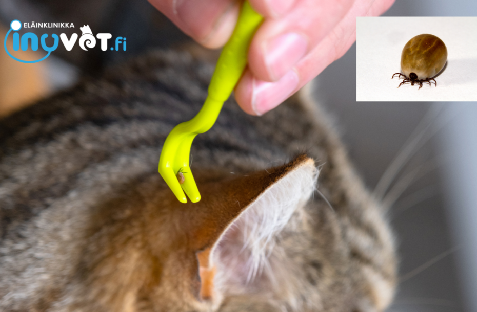 Milloin punkkikausi alkaa ja miten siihen kannattaa varautua?