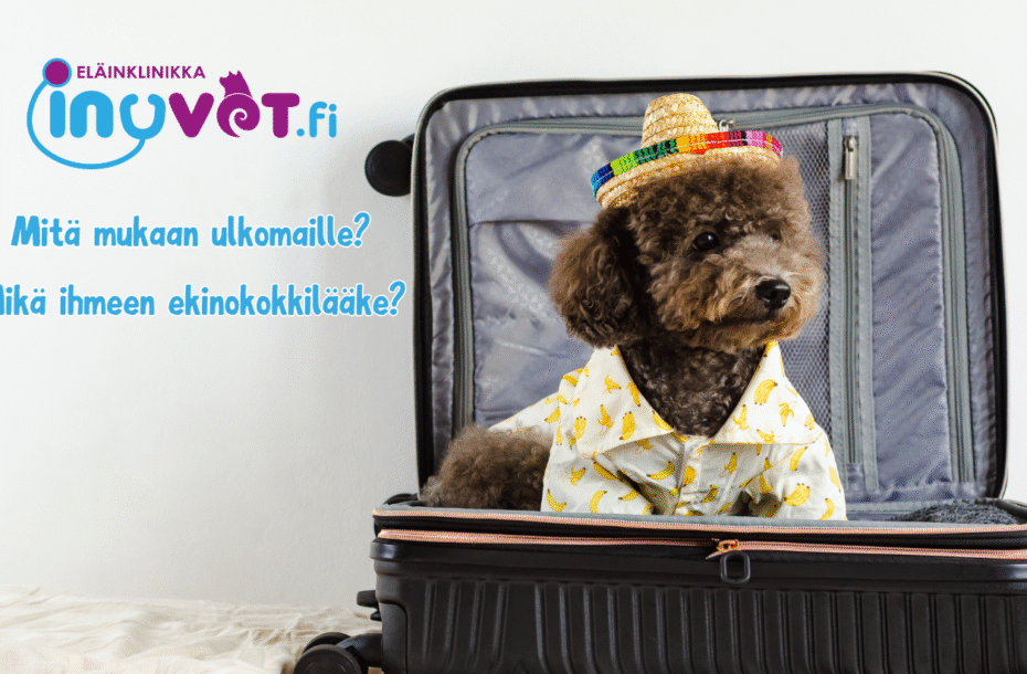 Ulkomaille? Mikä on ekinokokkilääkitys?