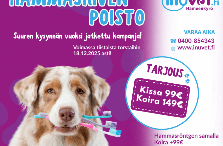 Hammaskivenpoisto-kampanja marras-joulukuu