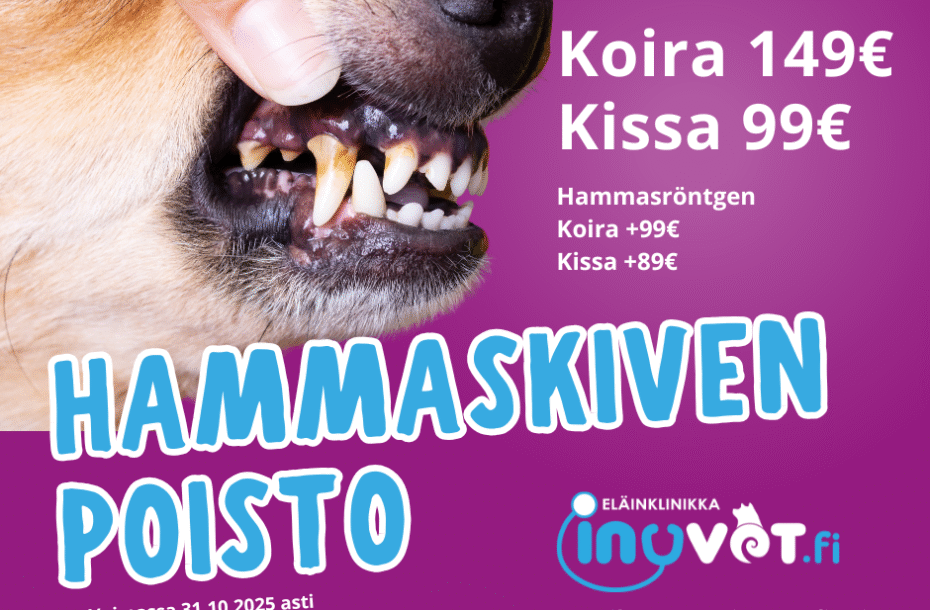 Hammaskivenpoisto-kampanja