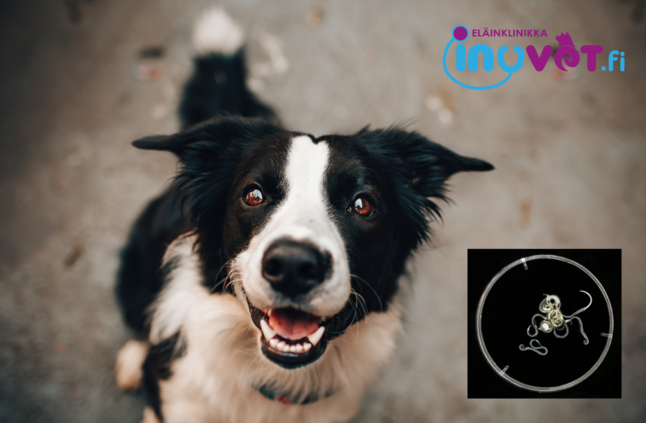 Koirien loishäätösuositukset – miksi ja milloin?